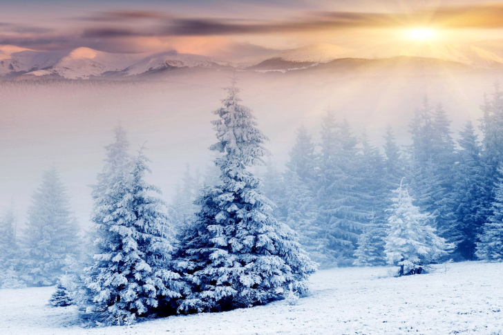 Sfondi Winter Nature in Prisma Editor