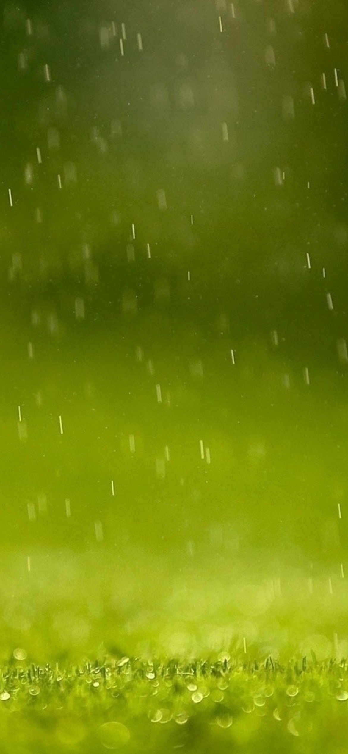 Обои Water Drops And Green Grass 1170x2532