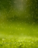 Обои Water Drops And Green Grass 128x160