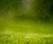 Water Drops And Green Grass wallpaper 176x144