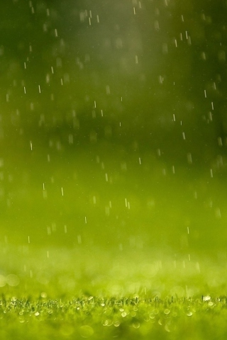 Обои Water Drops And Green Grass 320x480