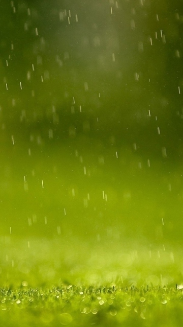 Das Water Drops And Green Grass Wallpaper 360x640