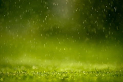 Das Water Drops And Green Grass Wallpaper 480x320