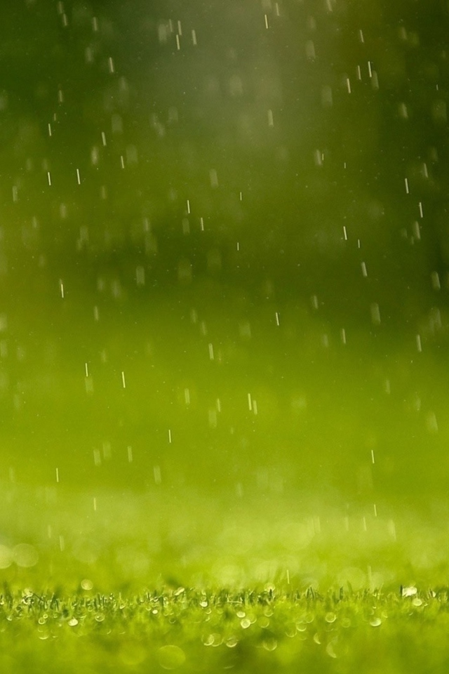 Water Drops And Green Grass wallpaper 640x960