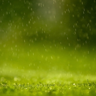 Kostenloses Water Drops And Green Grass Wallpaper für 208x208