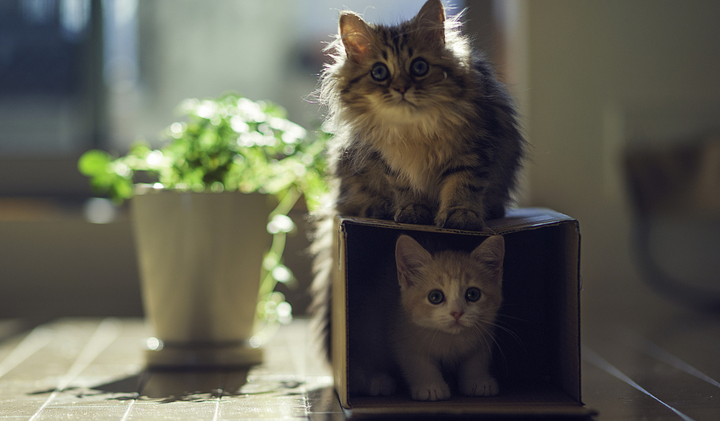 Обои Two Kittens 1024x600