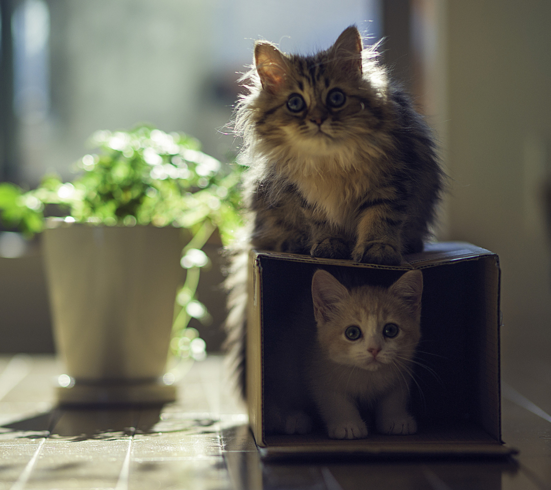 Das Two Kittens Wallpaper 1080x960