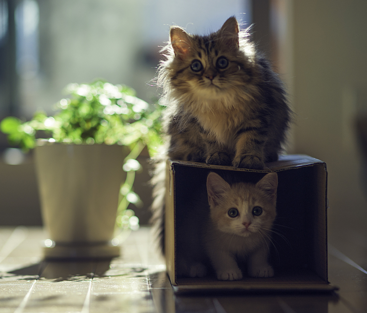Обои Two Kittens 1200x1024