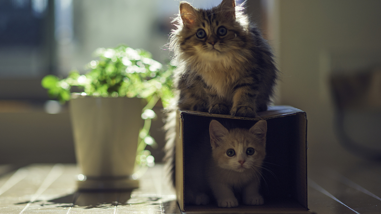 Обои Two Kittens 1280x720