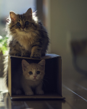 Обои Two Kittens 176x220