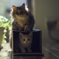 Обои Two Kittens 208x208