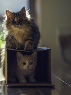 Обои Two Kittens 240x320