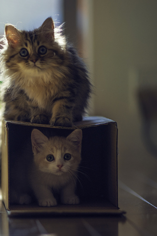 Обои Two Kittens 320x480