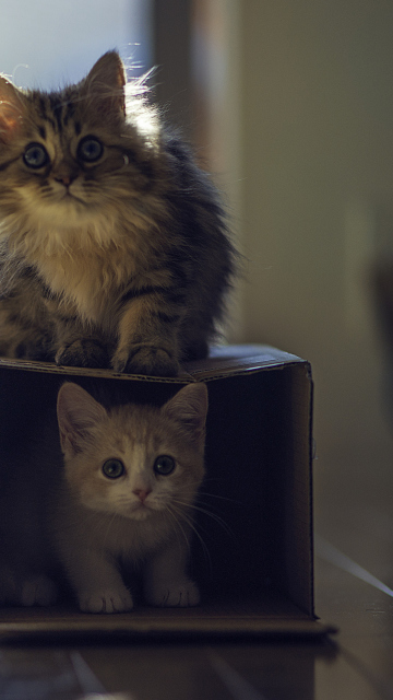 Обои Two Kittens 360x640