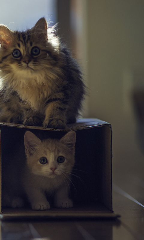 Two Kittens screenshot #1 480x800