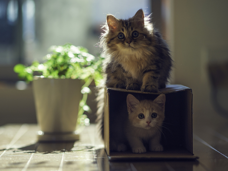 Обои Two Kittens 800x600