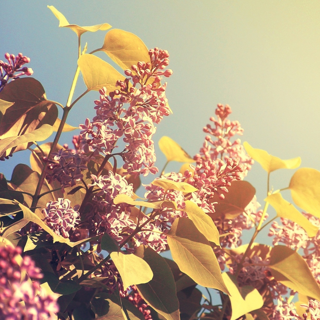 Spring Lilac screenshot #1 1024x1024
