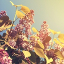 Das Spring Lilac Wallpaper 128x128