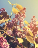Das Spring Lilac Wallpaper 128x160