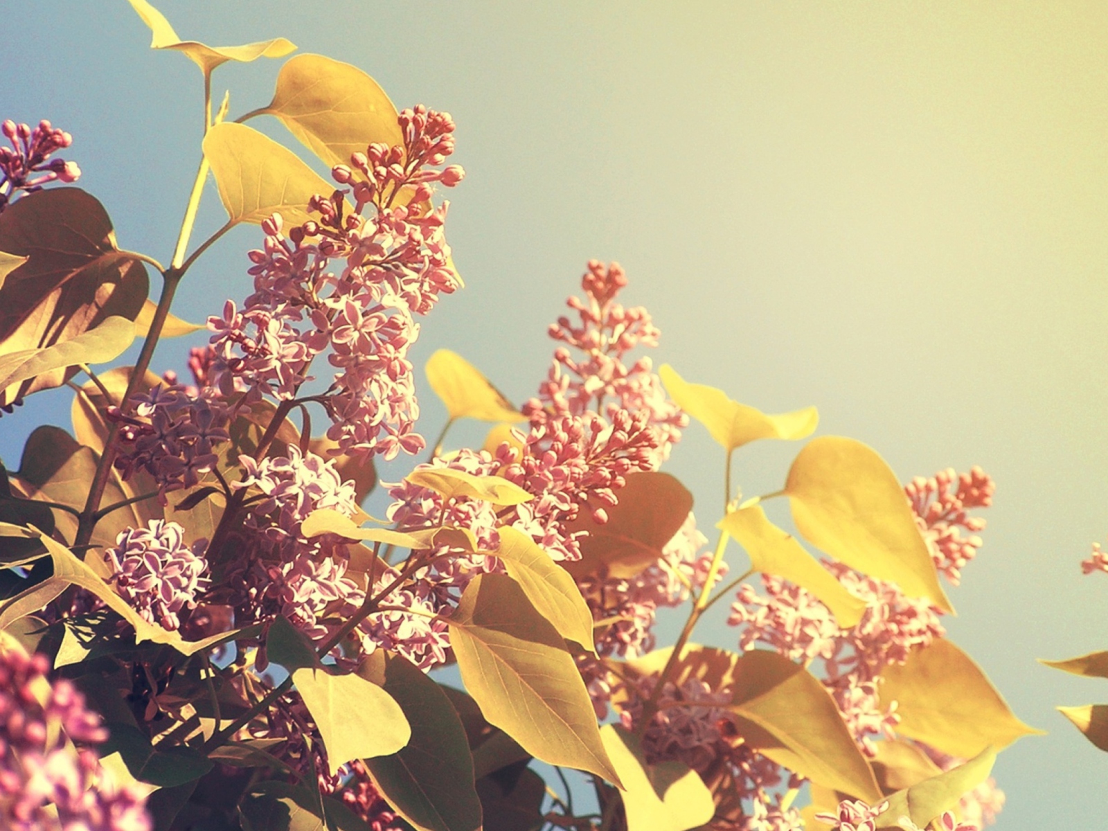 Spring Lilac screenshot #1 1600x1200