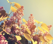 Screenshot №1 pro téma Spring Lilac 176x144