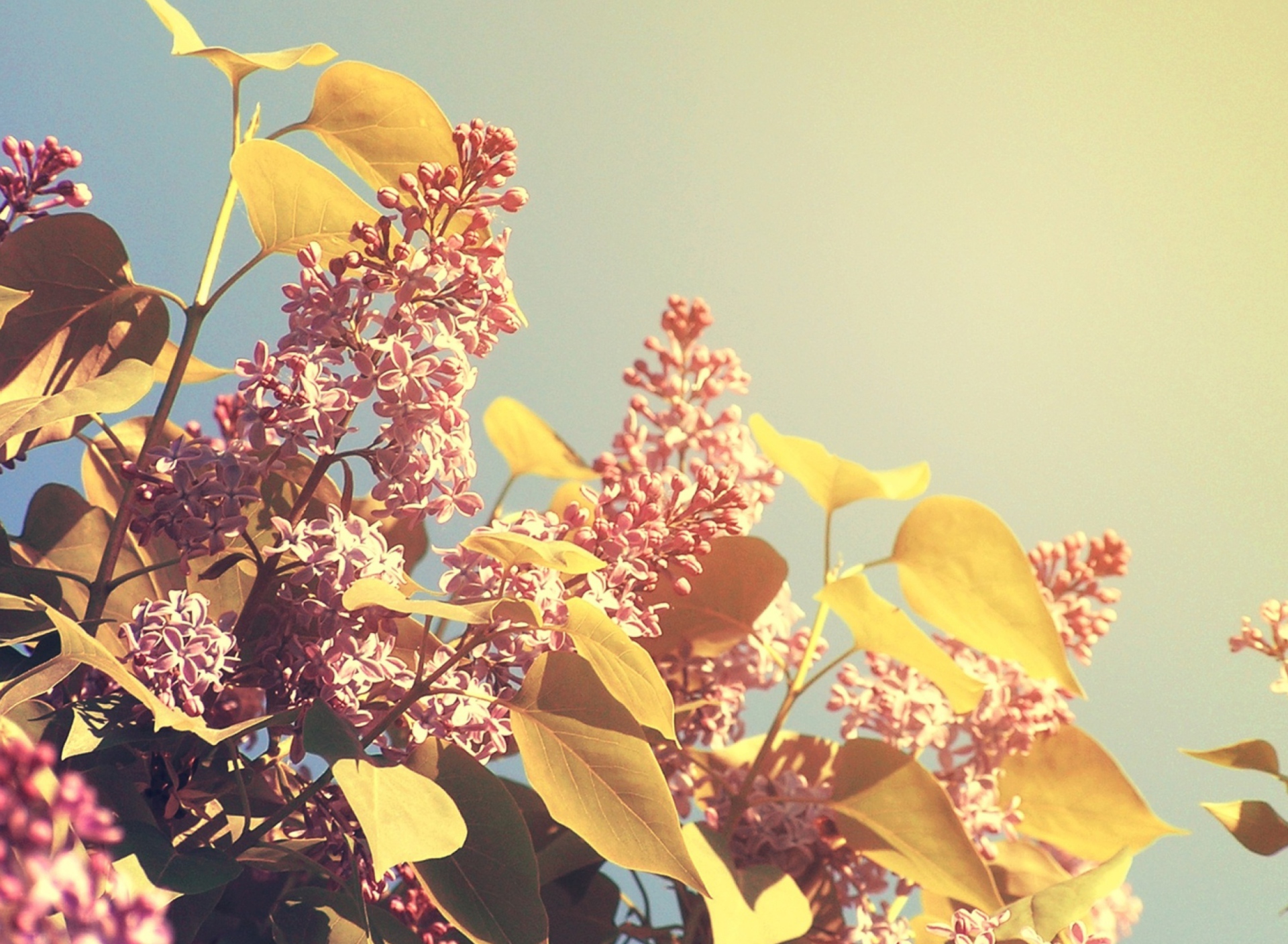 Spring Lilac screenshot #1 1920x1408