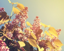 Das Spring Lilac Wallpaper 220x176