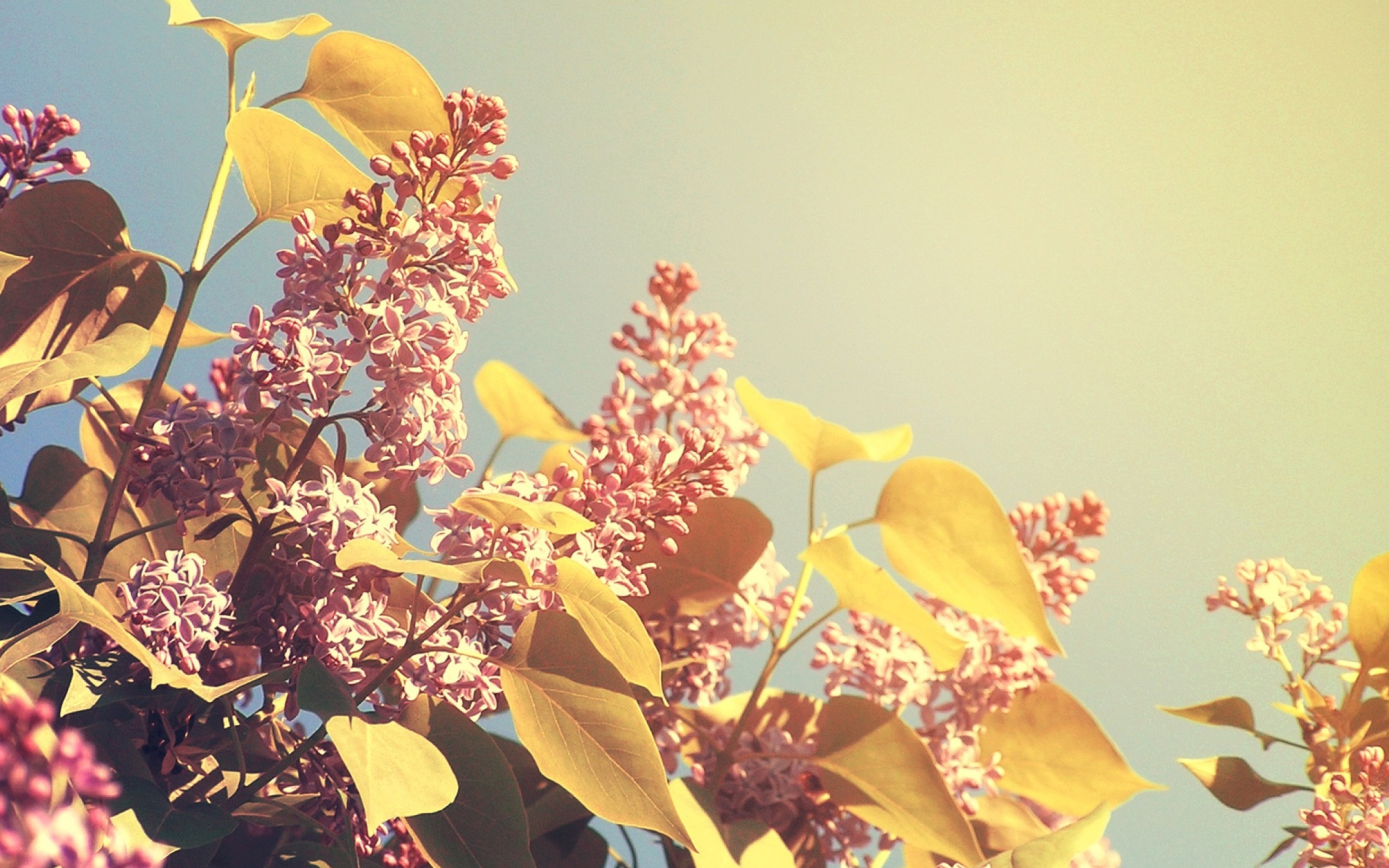 Обои Spring Lilac 2560x1600