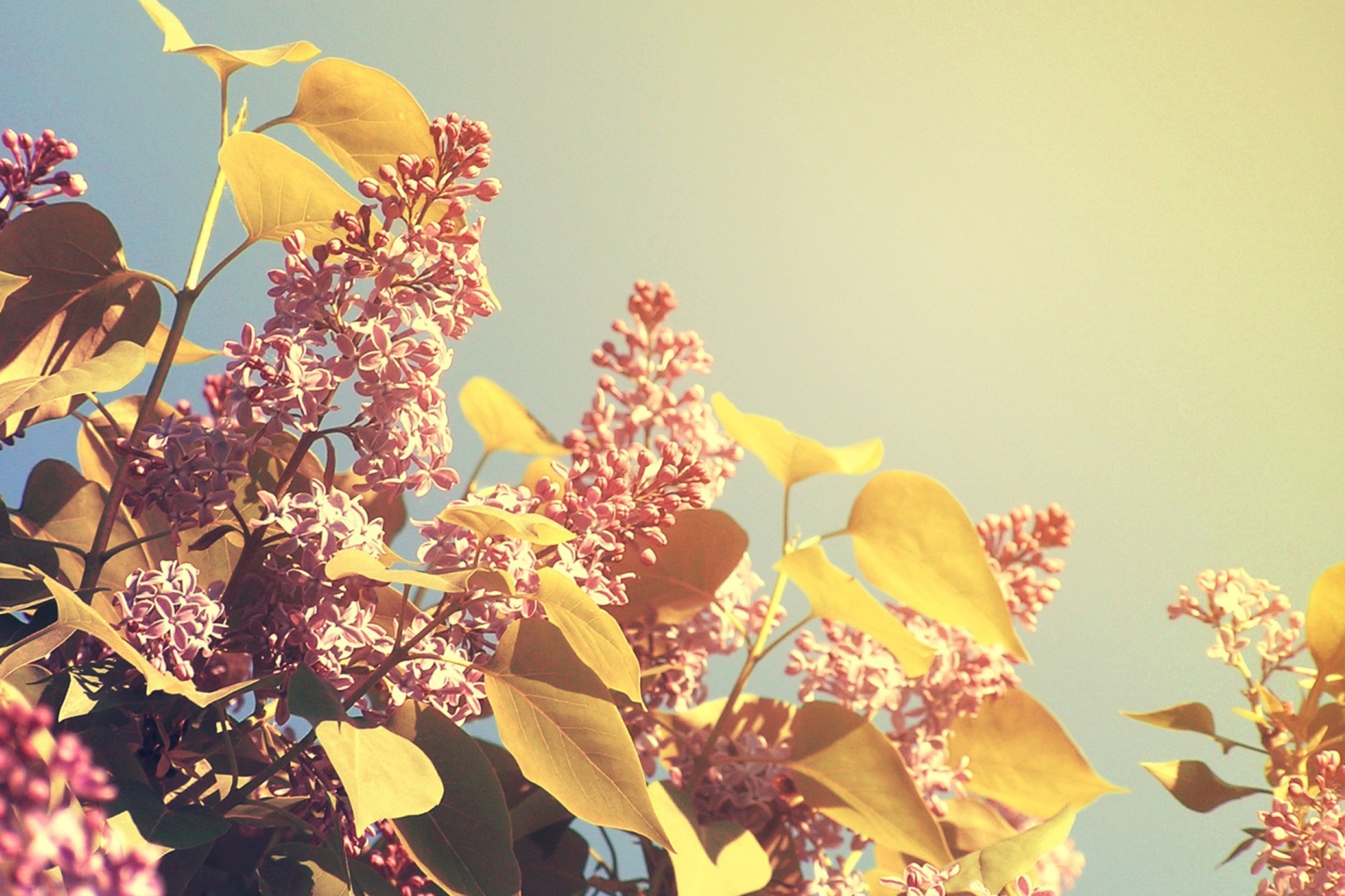 Screenshot №1 pro téma Spring Lilac 2880x1920