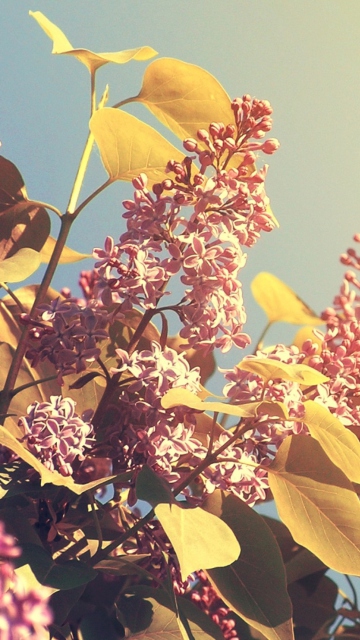 Sfondi Spring Lilac 360x640