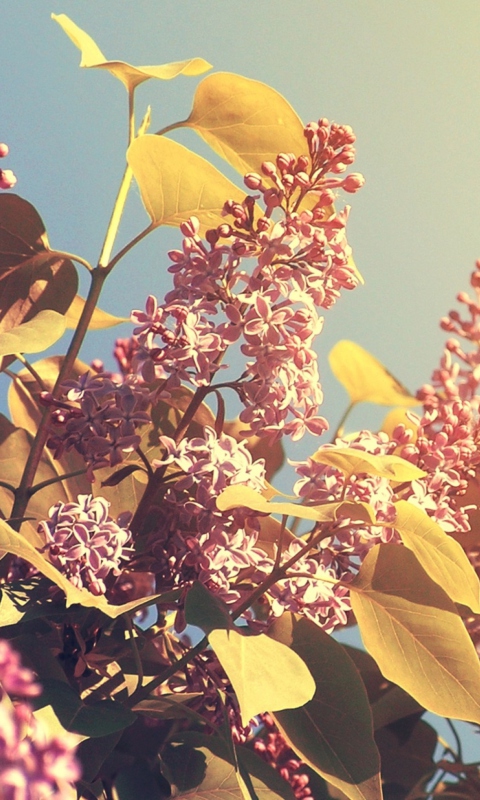 Sfondi Spring Lilac 480x800