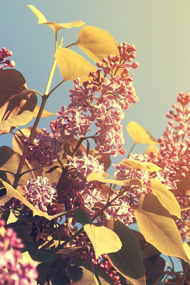 Screenshot №1 pro téma Spring Lilac 640x960