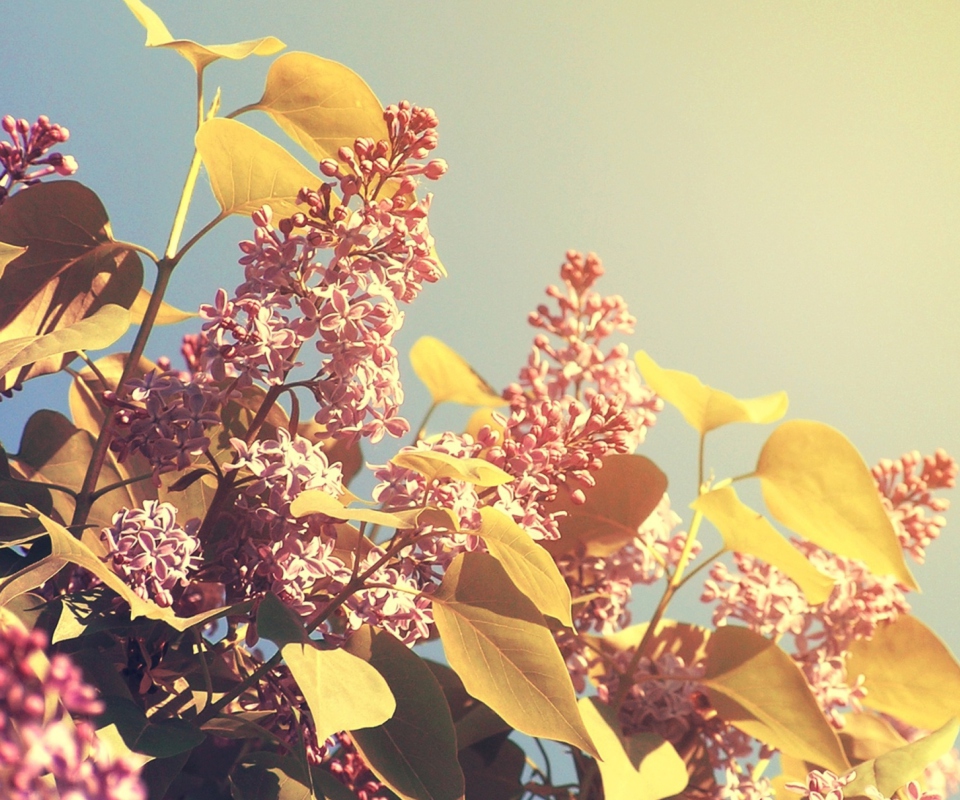 Sfondi Spring Lilac 960x800