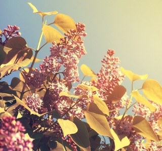 Spring Lilac sfondi gratuiti per 1024x1024