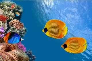 Maldives Coral Colony Picture for Android, iPhone and iPad