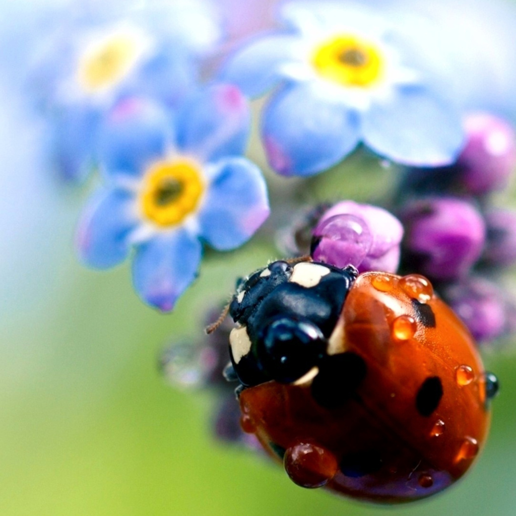 Lady Bird Macro wallpaper 1024x1024