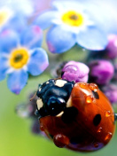 Lady Bird Macro wallpaper 132x176