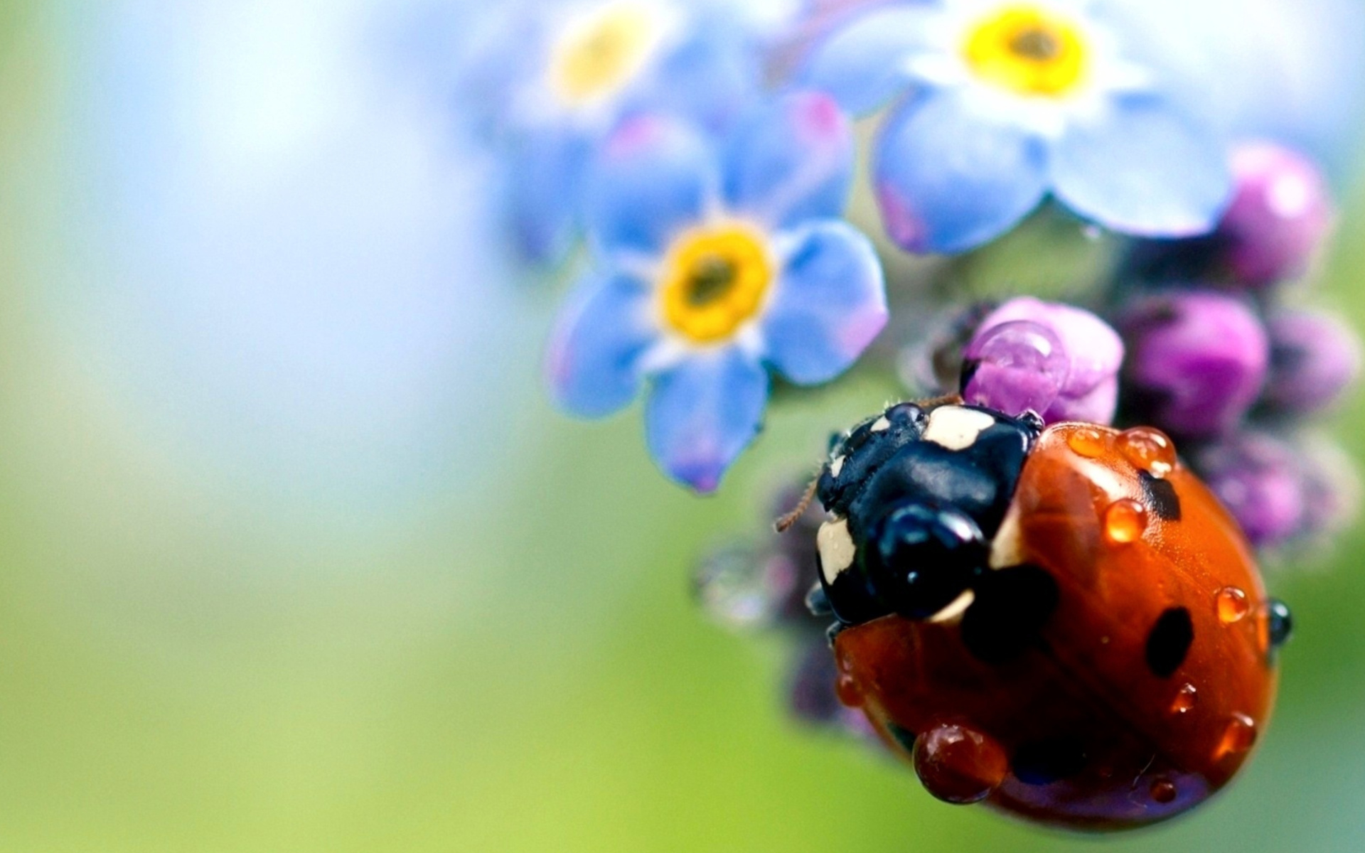 Screenshot №1 pro téma Lady Bird Macro 1920x1200