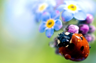 Lady Bird Macro Background for Android, iPhone and iPad
