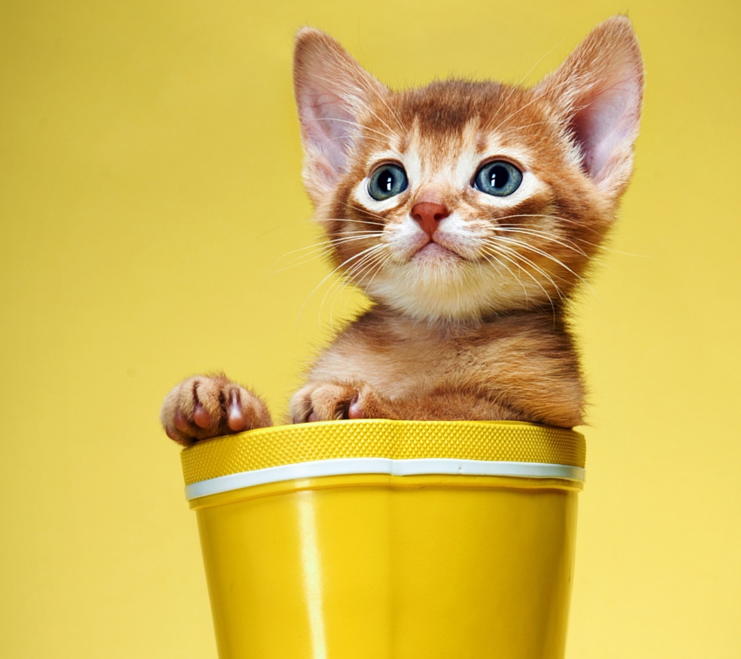Das Little Kitten In Yellow Cup Wallpaper 1080x960