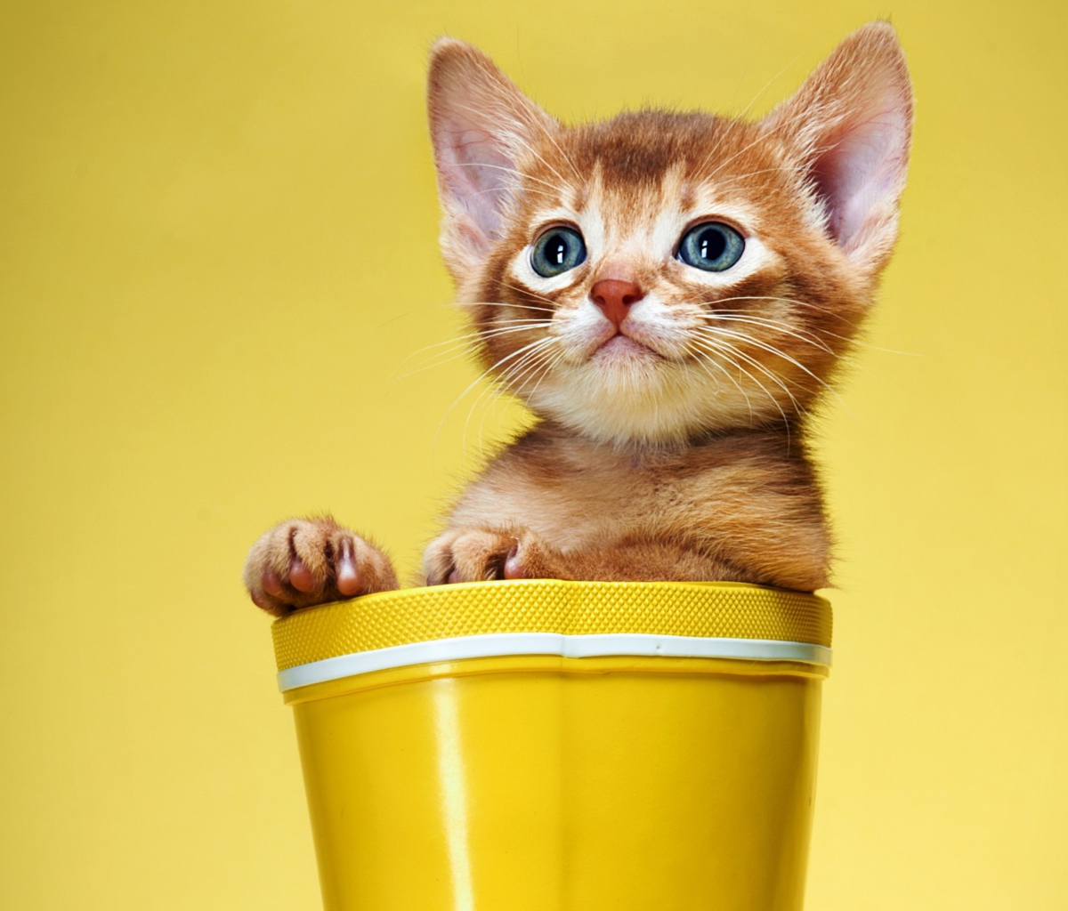 Das Little Kitten In Yellow Cup Wallpaper 1200x1024