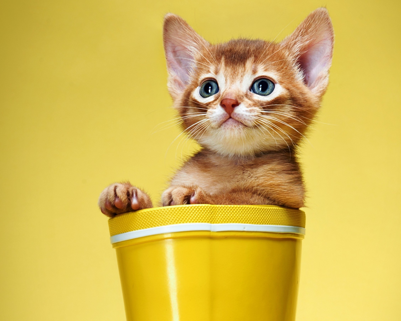Little Kitten In Yellow Cup wallpaper 1280x1024
