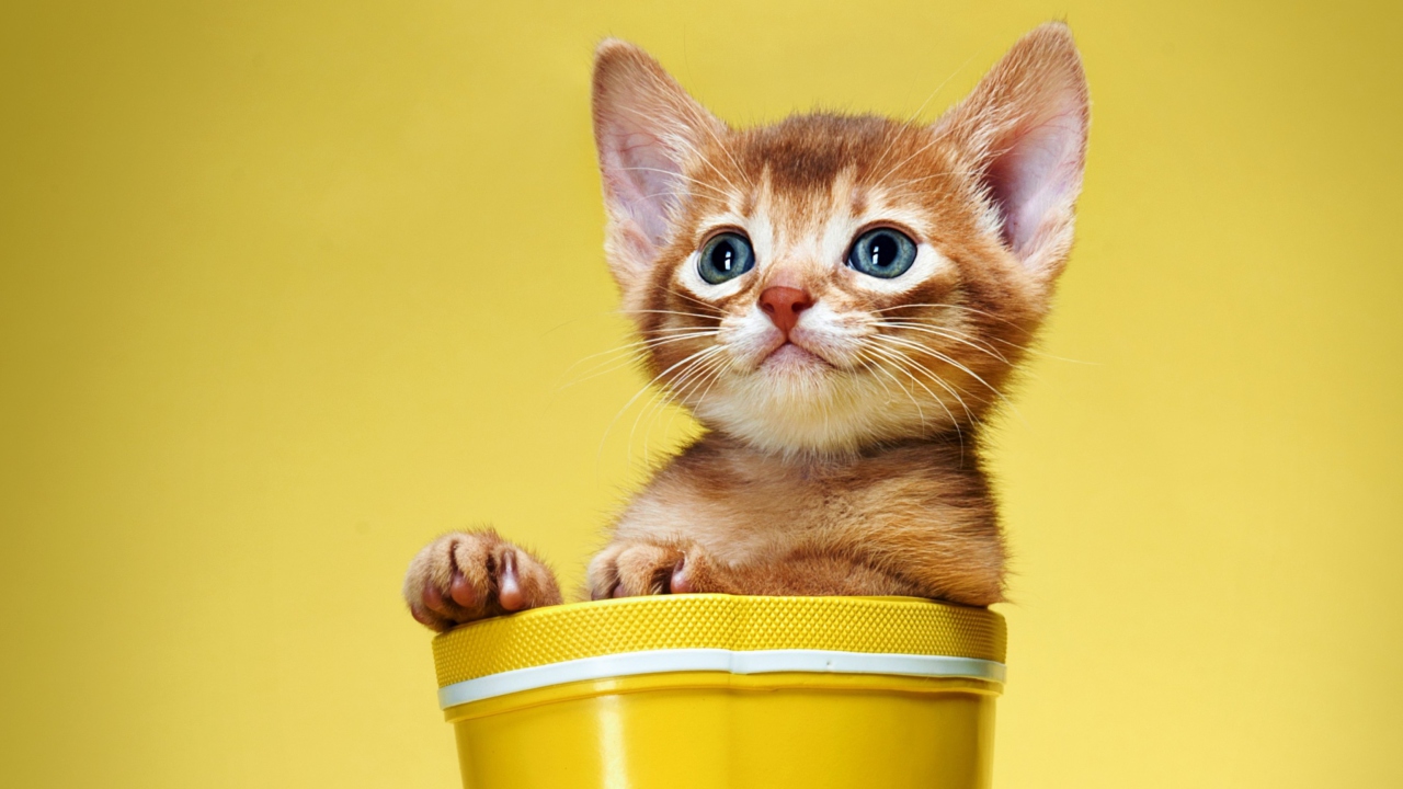 Обои Little Kitten In Yellow Cup 1280x720