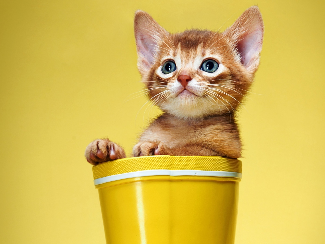 Das Little Kitten In Yellow Cup Wallpaper 1280x960