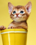 Das Little Kitten In Yellow Cup Wallpaper 128x160