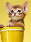 Das Little Kitten In Yellow Cup Wallpaper 132x176