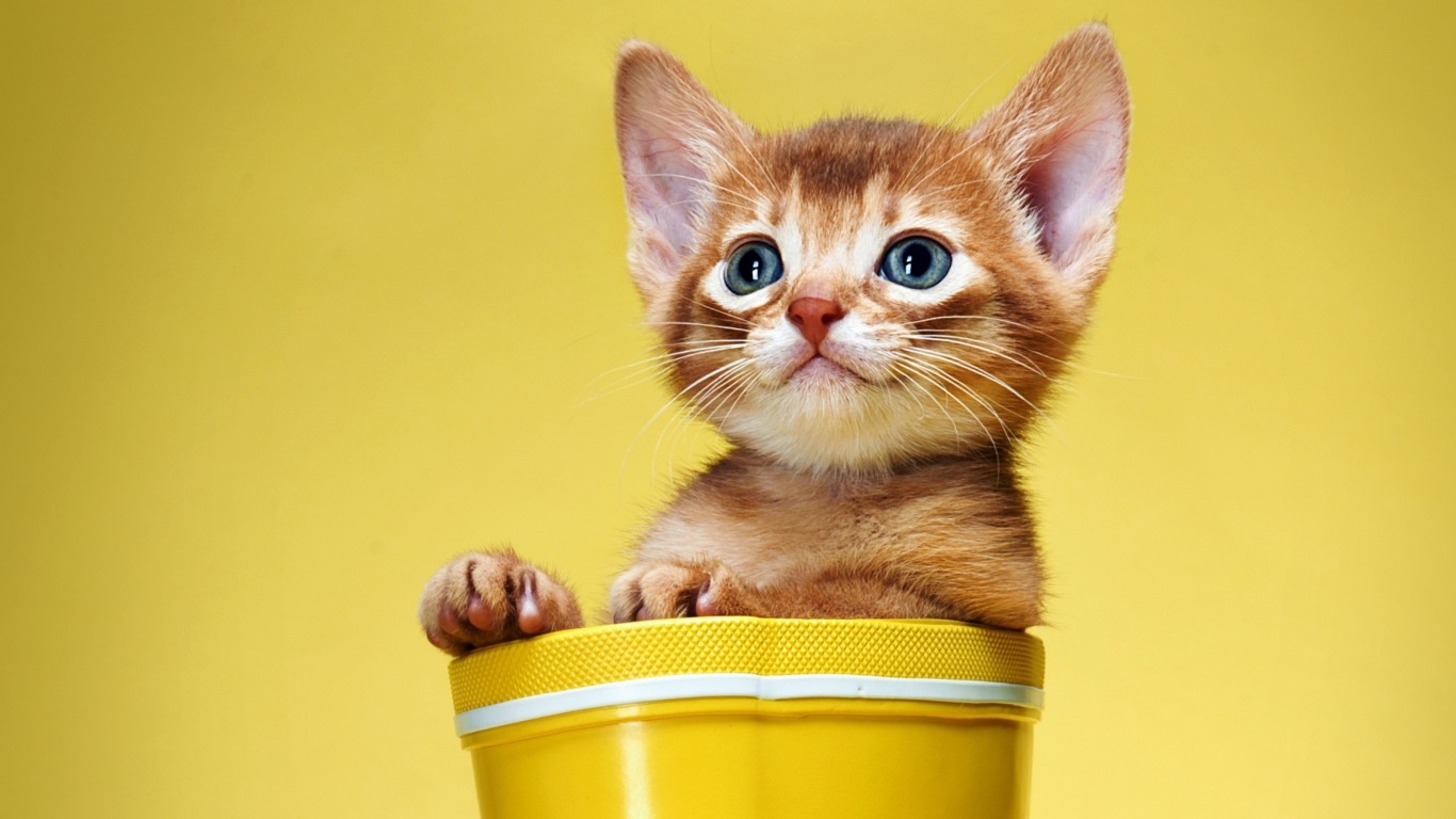 Обои Little Kitten In Yellow Cup 1366x768