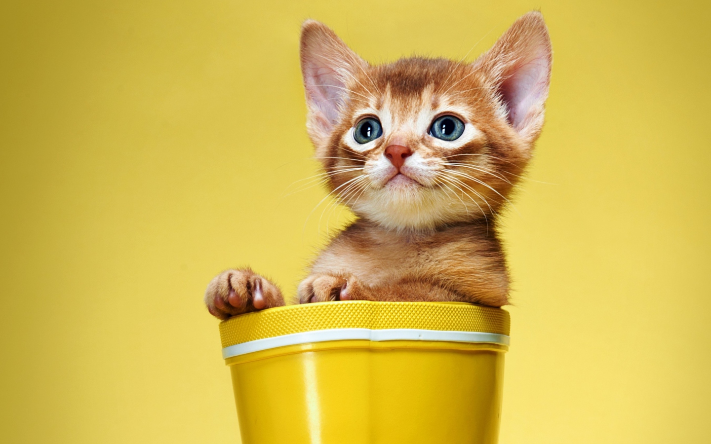 Little Kitten In Yellow Cup wallpaper 1440x900