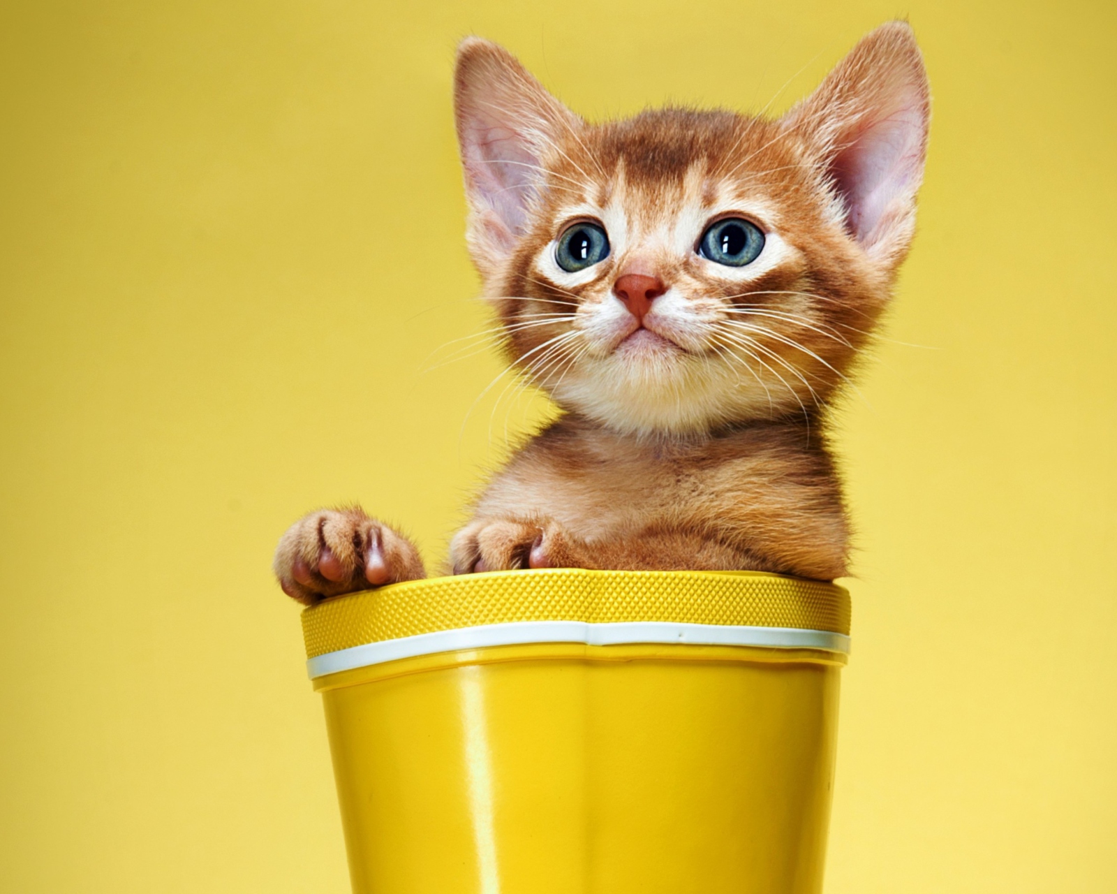 Little Kitten In Yellow Cup screenshot #1 1600x1280