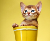 Little Kitten In Yellow Cup wallpaper 176x144